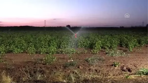 Gece sulamasıyla suda tasarruf, üründe verim artışı sağlandı