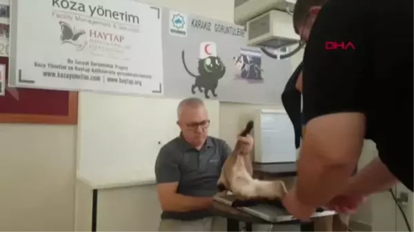 OSMANİYE BACAĞI KESİLMEKTEN KURTARILAN KEDİ YAVRULARINA KAVUŞTU