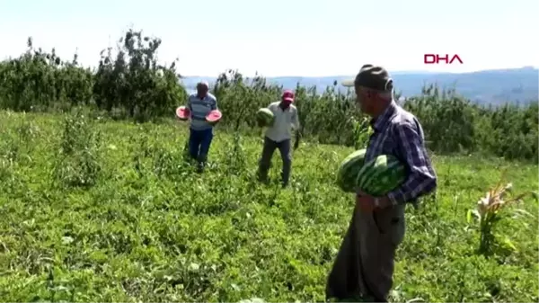 BURSA İNEGÖL KARPUZU ADANA İLE YARIŞIYOR