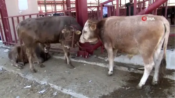 Van'da kurbanlıklar görücüye çıktı