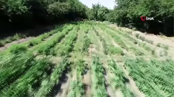 Diyarbakırlı kadınlar ektikleri ürünleri mezarlık önünde satıyor.