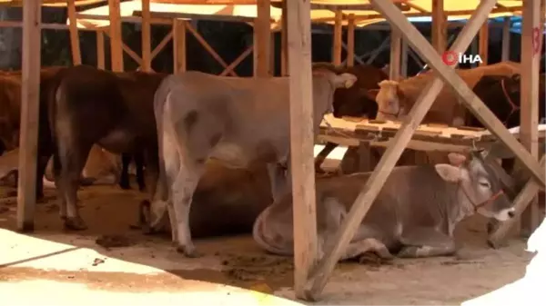 Kurbanlıklar pazardaki yerini almaya başladı