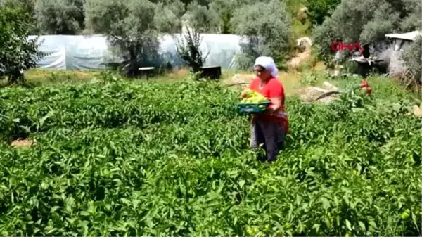 MUĞLA ÇOK YÖNLÜ MUHTAR, TAKDİR TOPLUYOR