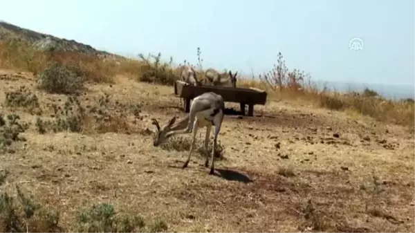 Dağ Ceylanları Üretim İstasyonu'nda inceleme