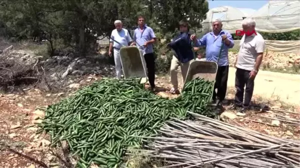 MERSİN SALATALIĞIN KİLOSUNUN 20 KURUŞA DÜŞMESİNİ PROTESTO ETTİLER