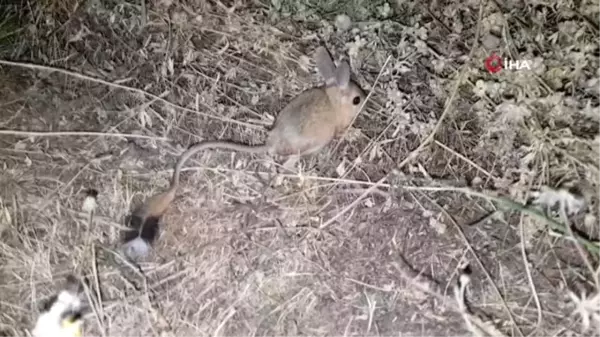 Çöllerde yaşayan 'kanguru faresi' Bitlis'te görüldü