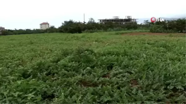 Doğu Karadeniz'in tek karpuz üretim merkezinde hasat başladı