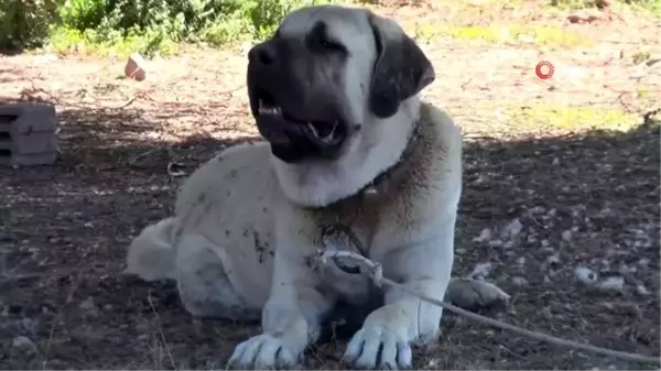 Aksaray Malaklısı 2 bin yıl önce düşmana karşı savaş köpeği olarak mücadele etti