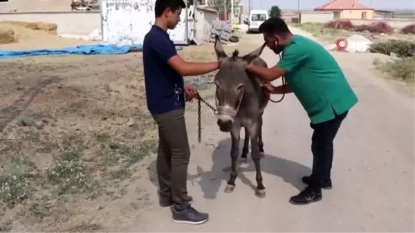 Ölmek üzere olan eşeğe dağda ilk müdahale