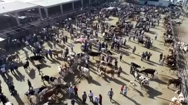 Şanlıurfa'da yetiştirilen kurbanlıklara yoğun ilgi