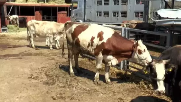 İHH'den Batı Balkanlar'da kurban bağışı