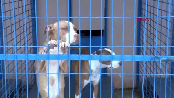 Veteriner Psikolog Tamer Dodurka: Pitbull saldırıyorsa kabahat sahibindedir