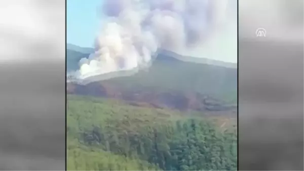 Bordum'da orman yangını