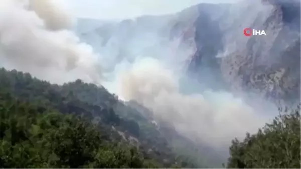 Milas'taki orman yangını tarım arazilerine sıçradı