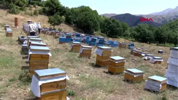 Tunceli'de doğal kır balının sağımı başladı -1