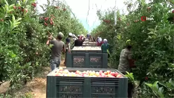 Türkiye'nin elma deposu Karaman'da erkenci elma hasadı başladı