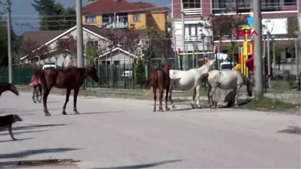 BAŞIBOŞ ATLAR MAHALLE SAKİNLERİNİ TEDİRGİN EDİYOR