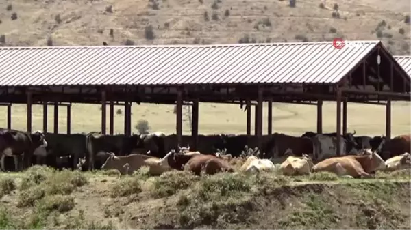 Sıcaktan bunalan mandalar nehirde serinliyor