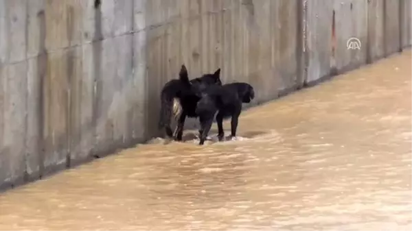 Derede mahsur kalan köpekleri itfaiye kurtardı