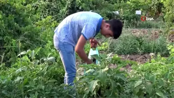 Gercüş'te organik ürünlerdeki bereket fiyatları düşürdü