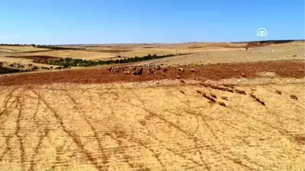 Meralar suya kavuştu, hayvancının yüzü güldü - GAZİANTEP