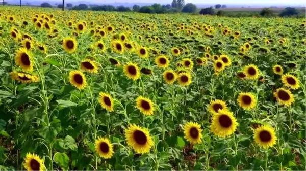 Yaz yağmurları ayçiçeği ve mısıra yaradı