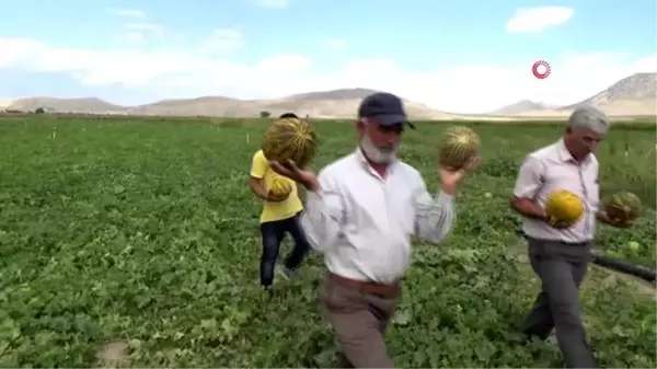 Karaman'da hasadı başlayan kavun üreticinin yüzünü güldürüyor