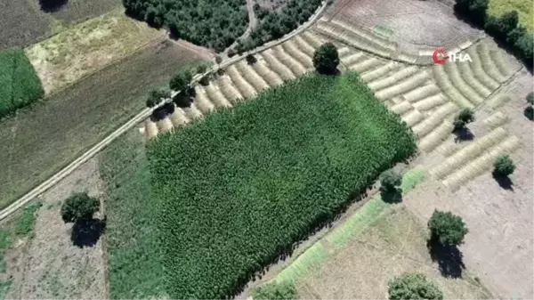 Samsun'da kenevir hasadı başladı