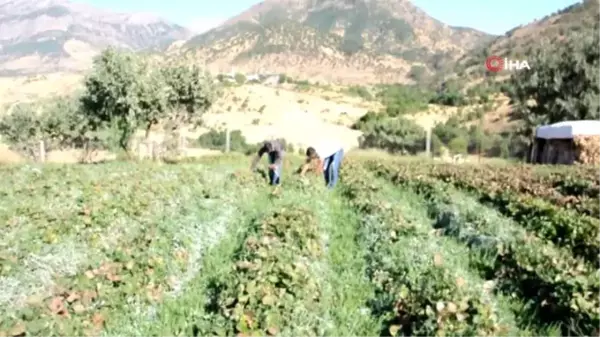 Sason'da hibe çilek desteği tersine göçü başlattı