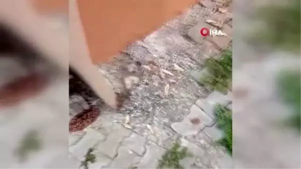 Bandırma'da kedi köpek katliamı