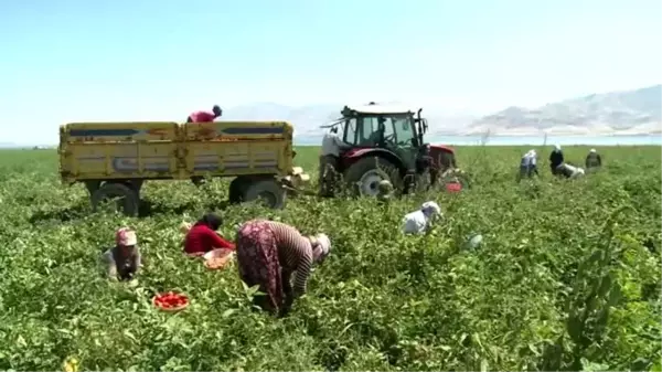 Elazığ'ın kuru domatesleri dünya sofralarında