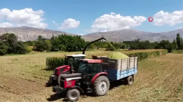 Silajlık mısır hasadı Erzincan'da başladı