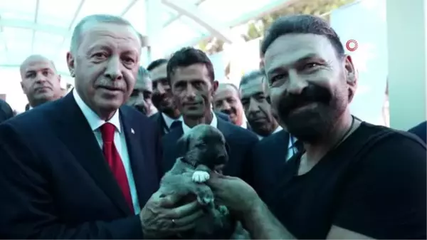 Cumhurbaşkanı Erdoğan'a Kangal yavrusu hediye edildi