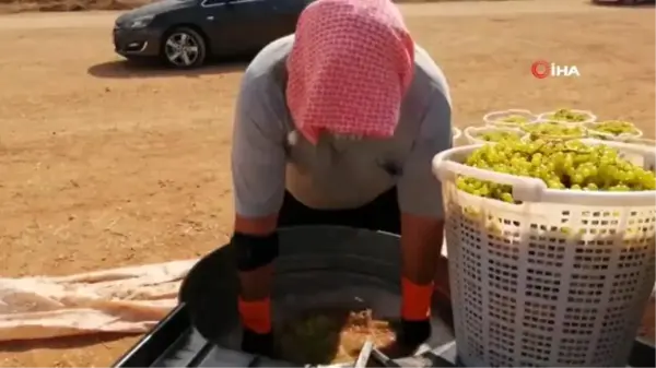 'Çal Garası' üzümlerden pekmez yapımına başlandı