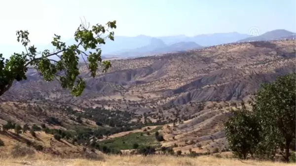 Terörden temizlenen bölgelerde fıstık ağaçları yeşerecek