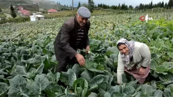 2 bin rakımlı yaylada beyaz lahana hasadı başladı