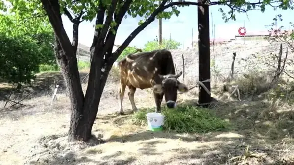 Bayburt'tan kaçan inek Gümüşhane'de bulundu