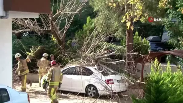 Kadıköy'de facianın eşiğinden dönüldü...Site içerindeki ağaç otomobilin üzerine devrildi