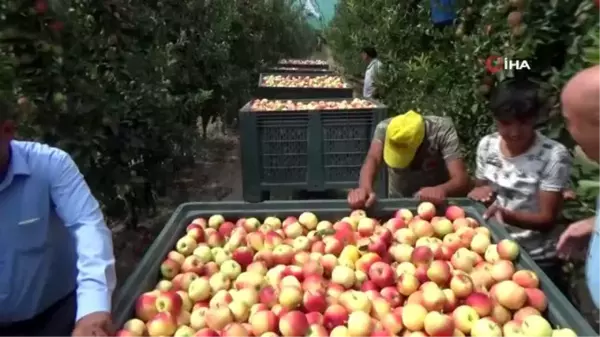 Karaman'da ıskarta elma alım fiyatları yüz güldürüyor