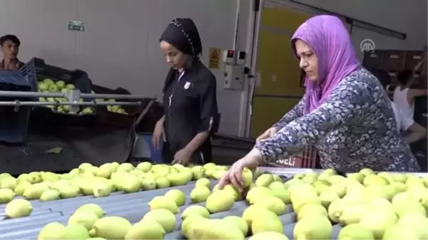 Turunçgil ihracatında yüzde 10'luk artış hedefi