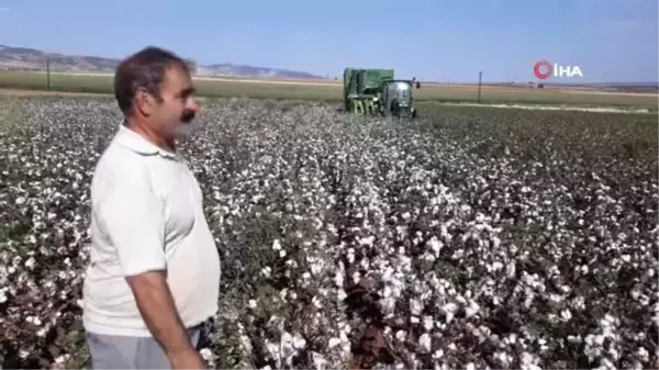 Araban'da pamuk hasadına başlandı