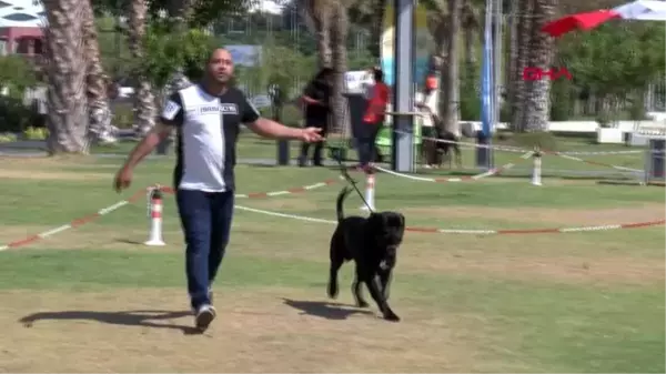 Irk köpekler, antalya'da yarışıyor