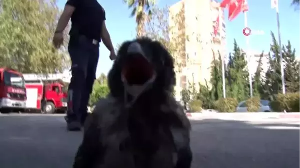 Antalya'da renkli görüntüler... Yavru karga itfaiyenin maskotu oldu