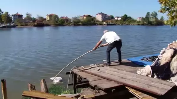 Denizden tavuk ölüsü topladılar