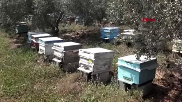 Osmaniye arı kuşu ile mücadelede ekolojik dengeyi bozmayacak yöntem