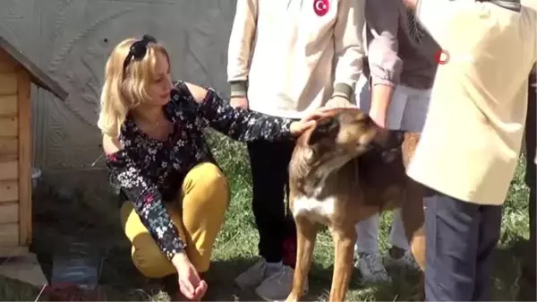 Sahipsiz köpeklerin yeni yuvası okul oldu