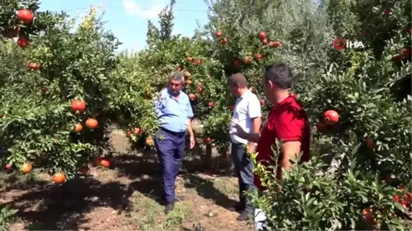 Antalya nar hasadına hazırlanıyor