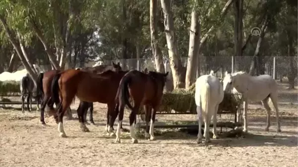 Faytona koşulan atların yeni evi Doğal Yaşam Parkı oldu