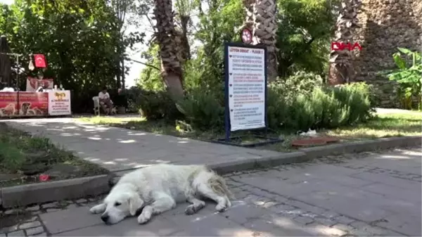 Antalya tarihi saat kulesi'nin yanındaki kedi evleri kaldırıldı