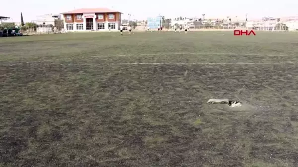 Mardin kaleci, sahadaki çukurları battaniyeyle kapattı